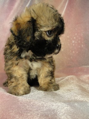 Lhasa Bichon for sale Lhasa Bichon